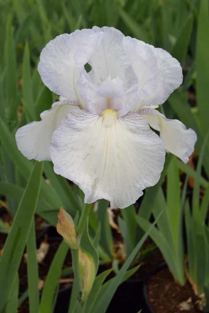 Iris 'English Cottage' ---